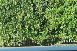 Mazda CX-50 Hybrid Premium Plus AWD 2026