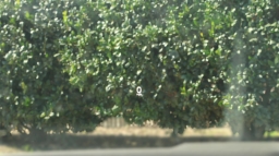 Mazda CX-50 Hybrid Premium Plus AWD 2026