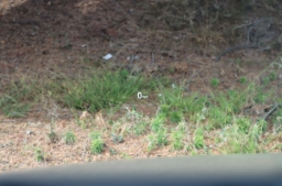 Mazda CX-5 2.5 S Premium Plus Package AWD 2025